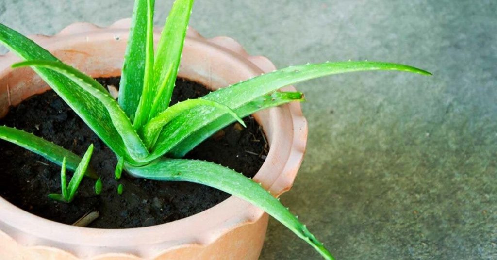 Pourquoi estil indispensable d’avoir de l’Aloe Vera à la maison cet hiver ? Top Tuce